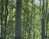 TBD Hunters Fork Road, Belington, West Virginia 26250, 0 , 0 ,0,Lots/land,For Sale,Hunters Fork,0,10167182