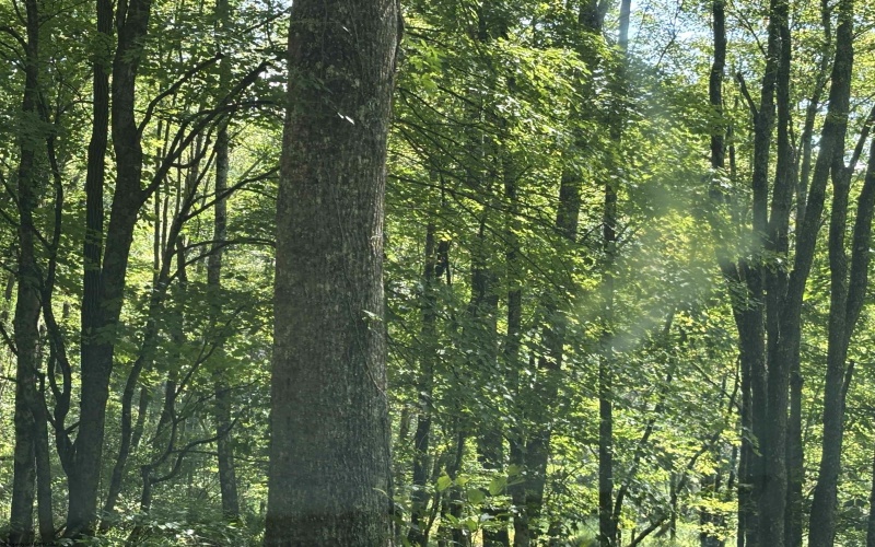 TBD Hunters Fork Road, Belington, West Virginia 26250, 0 , 0 ,0,Lots/land,For Sale,Hunters Fork,0,10167182