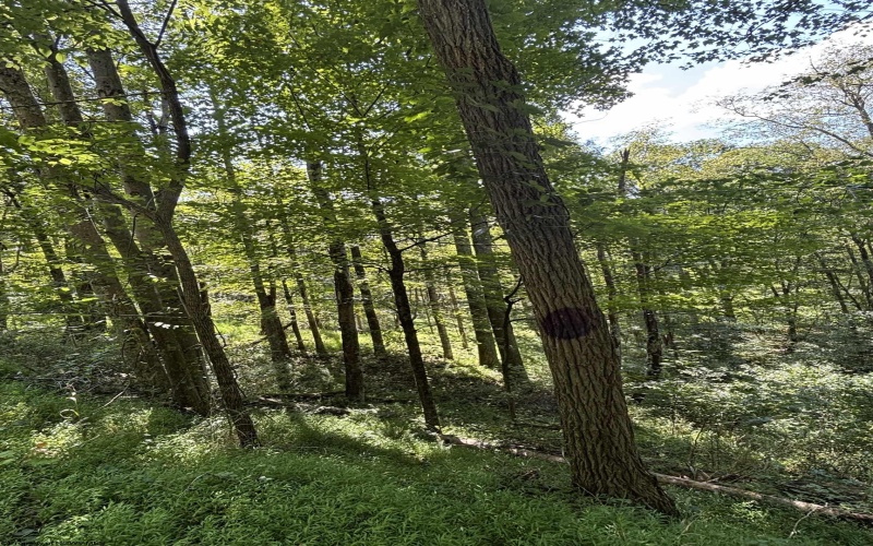 TBD Hunters Fork Road, Belington, West Virginia 26250, 0 , 0 ,0,Lots/land,For Sale,Hunters Fork,0,10167182