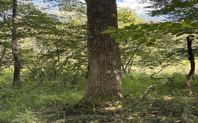 TBD Hunters Fork Road, Belington, West Virginia 26250, 0 , 0 ,0,Lots/land,For Sale,Hunters Fork,0,10167182