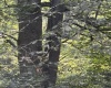 TBD Hunters Fork Road, Belington, West Virginia 26250, 0 , 0 ,0,Lots/land,For Sale,Hunters Fork,0,10167182