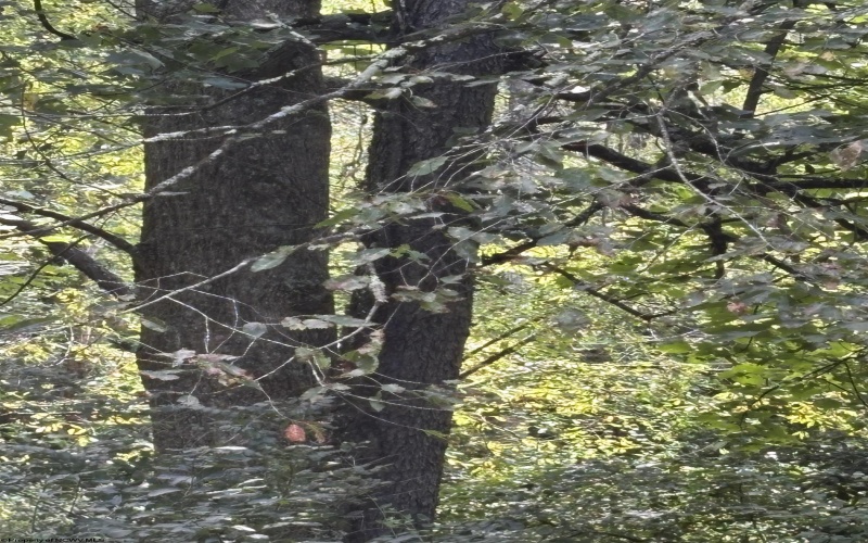 TBD Hunters Fork Road, Belington, West Virginia 26250, 0 , 0 ,0,Lots/land,For Sale,Hunters Fork,0,10167182