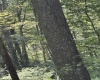 TBD Hunters Fork Road, Belington, West Virginia 26250, 0 , 0 ,0,Lots/land,For Sale,Hunters Fork,0,10167182