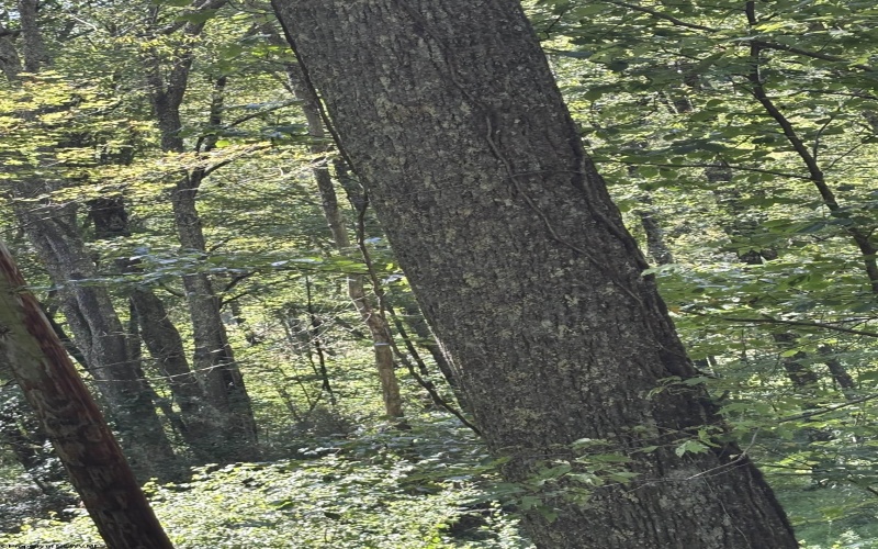 TBD Hunters Fork Road, Belington, West Virginia 26250, 0 , 0 ,0,Lots/land,For Sale,Hunters Fork,0,10167182