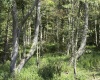 TBD Hunters Fork Road, Belington, West Virginia 26250, 0 , 0 ,0,Lots/land,For Sale,Hunters Fork,0,10167182