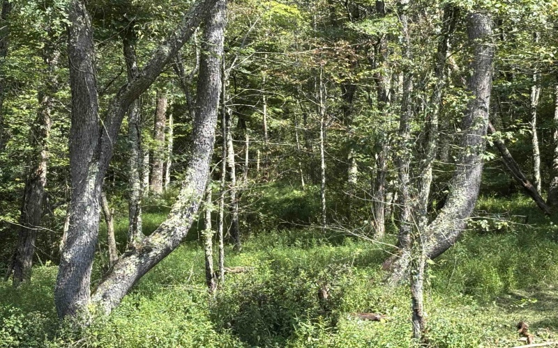 TBD Hunters Fork Road, Belington, West Virginia 26250, 0 , 0 ,0,Lots/land,For Sale,Hunters Fork,0,10167182