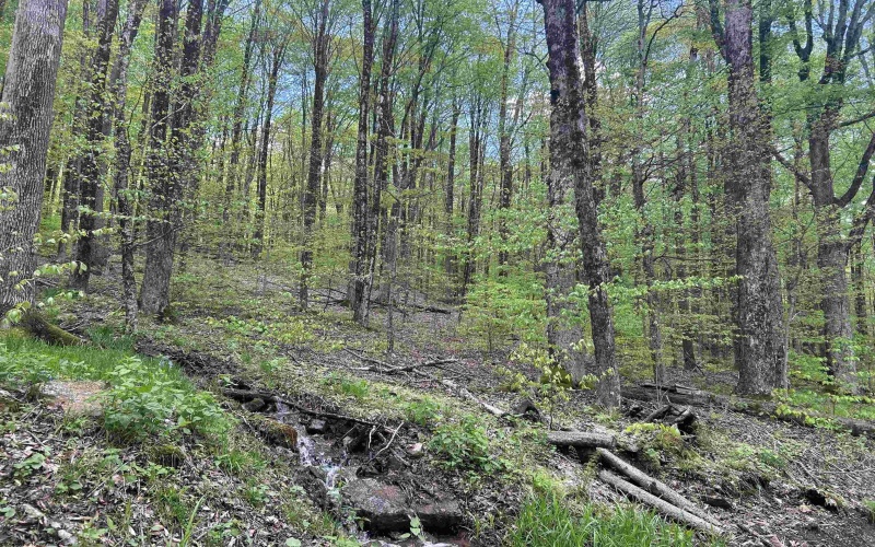 Lot 147 Cabin Mountain Road, Davis, West Virginia 26260, 0 , 0 ,0,Lots/land,For Sale,Cabin Mountain,0,10158709