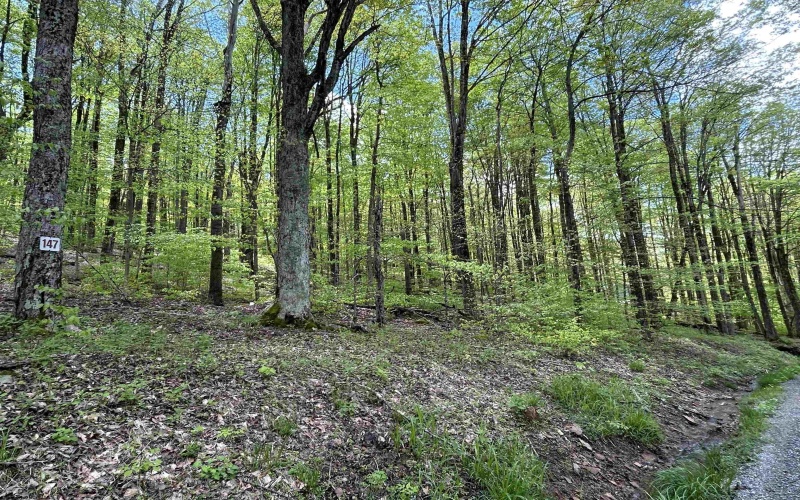 Lot 147 Cabin Mountain Road, Davis, West Virginia 26260, 0 , 0 ,0,Lots/land,For Sale,Cabin Mountain,0,10158709