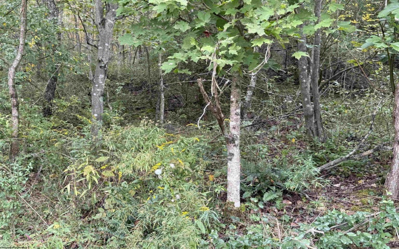 TBD Spencer Street, Flemington, West Virginia 26347, 0 , 0 ,0,Lots/land,For Sale,Spencer,0,10167242