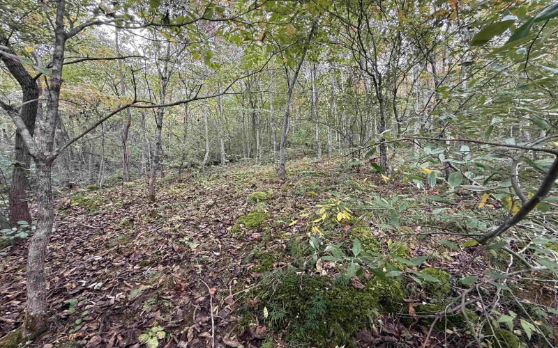 TBD Spencer Street, Flemington, West Virginia 26347, 0 , 0 ,0,Lots/land,For Sale,Spencer,0,10167242