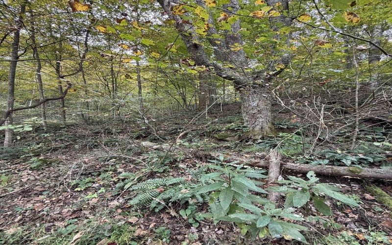 TBD Spencer Street, Flemington, West Virginia 26347, 0 , 0 ,0,Lots/land,For Sale,Spencer,0,10167242