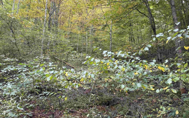 TBD Spencer Street, Flemington, West Virginia 26347, 0 , 0 ,0,Lots/land,For Sale,Spencer,0,10167242
