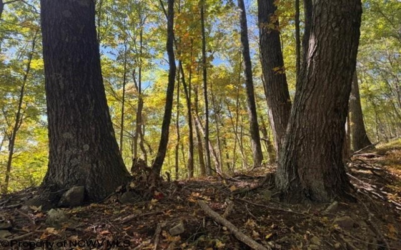 TBD Channell Road, Mill Creek, West Virginia 26280, 0 , 0 ,0,Lots/land,For Sale,Channell,0,10167359
