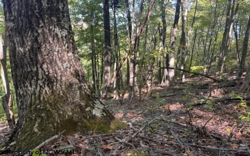 TBD Channell Road, Mill Creek, West Virginia 26280, 0 , 0 ,0,Lots/land,For Sale,Channell,0,10167359
