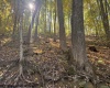 TBD Channell Road, Mill Creek, West Virginia 26280, 0 , 0 ,0,Lots/land,For Sale,Channell,0,10167359