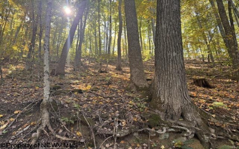 TBD Channell Road, Mill Creek, West Virginia 26280, 0 , 0 ,0,Lots/land,For Sale,Channell,0,10167359