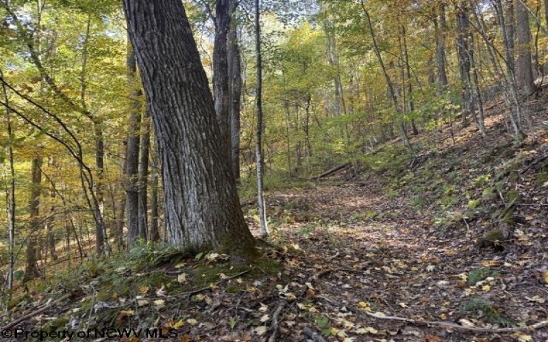 TBD Channell Road, Mill Creek, West Virginia 26280, 0 , 0 ,0,Lots/land,For Sale,Channell,0,10167359