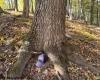 TBD Channell Road, Mill Creek, West Virginia 26280, 0 , 0 ,0,Lots/land,For Sale,Channell,0,10167359