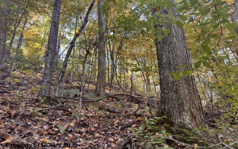 TBD Channell Road, Mill Creek, West Virginia 26280, 0 , 0 ,0,Lots/land,For Sale,Channell,0,10167359