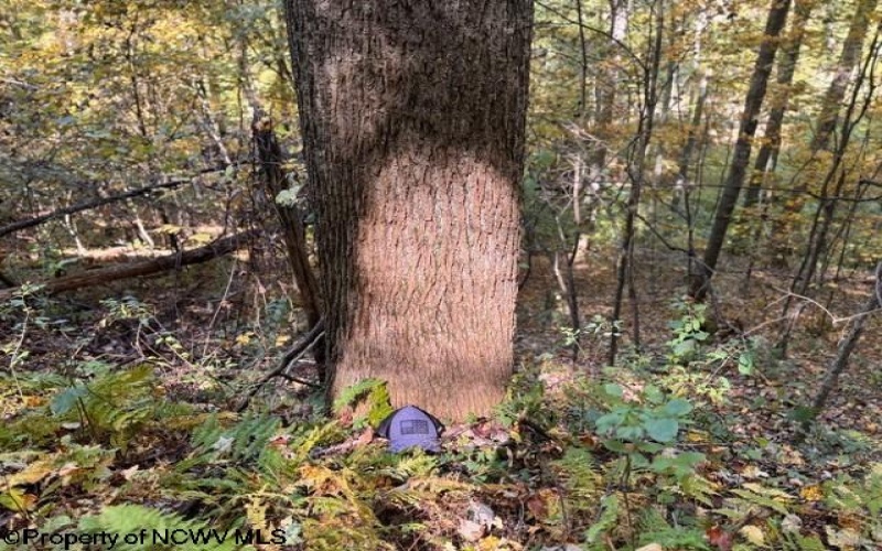 TBD Channell Road, Mill Creek, West Virginia 26280, 0 , 0 ,0,Lots/land,For Sale,Channell,0,10167359