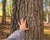 TBD Channell Road, Mill Creek, West Virginia 26280, 0 , 0 ,0,Lots/land,For Sale,Channell,0,10167359