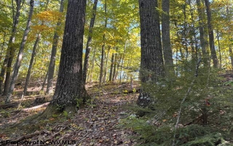 TBD Channell Road, Mill Creek, West Virginia 26280, 0 , 0 ,0,Lots/land,For Sale,Channell,0,10167359