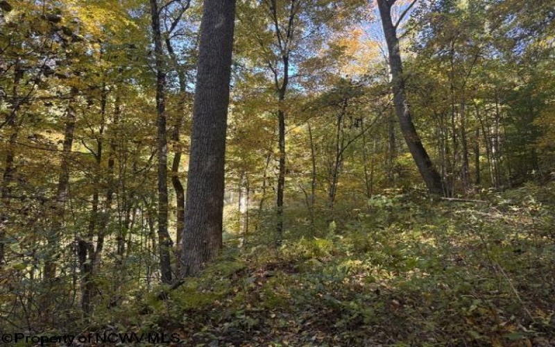 TBD Channell Road, Mill Creek, West Virginia 26280, 0 , 0 ,0,Lots/land,For Sale,Channell,0,10167359