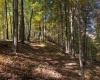 TBD Channell Road, Mill Creek, West Virginia 26280, 0 , 0 ,0,Lots/land,For Sale,Channell,0,10167359