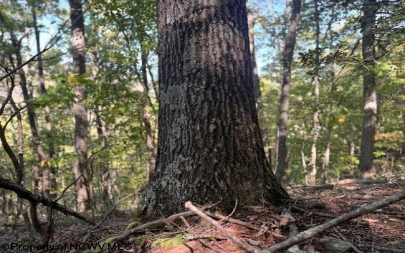 TBD Channell Road, Mill Creek, West Virginia 26280, 0 , 0 ,0,Lots/land,For Sale,Channell,0,10167359