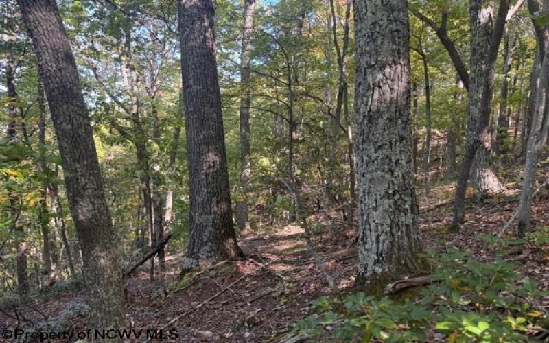TBD Channell Road, Mill Creek, West Virginia 26280, 0 , 0 ,0,Lots/land,For Sale,Channell,0,10167359