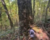 TBD Channell Road, Mill Creek, West Virginia 26280, 0 , 0 ,0,Lots/land,For Sale,Channell,0,10167359