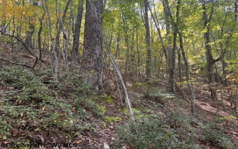 TBD Channell Road, Mill Creek, West Virginia 26280, 0 , 0 ,0,Lots/land,For Sale,Channell,0,10167359
