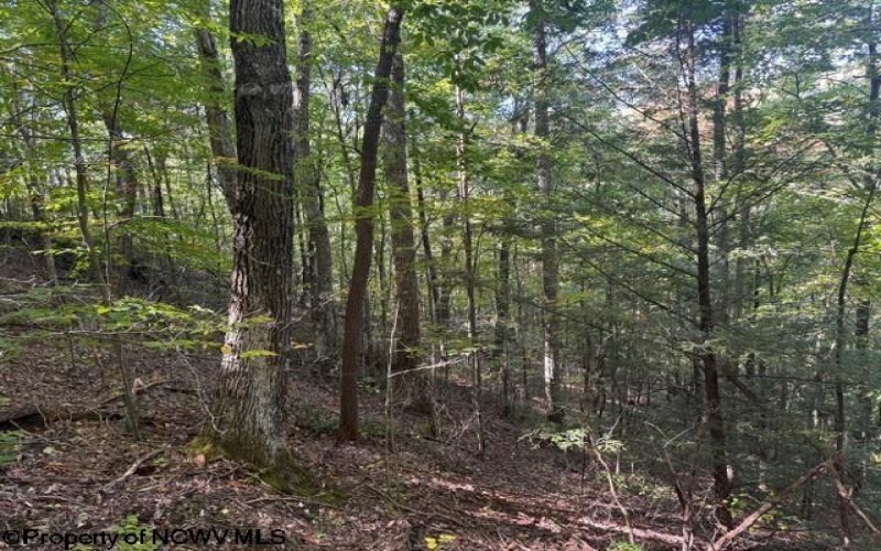 TBD Channell Road, Mill Creek, West Virginia 26280, 0 , 0 ,0,Lots/land,For Sale,Channell,0,10167359