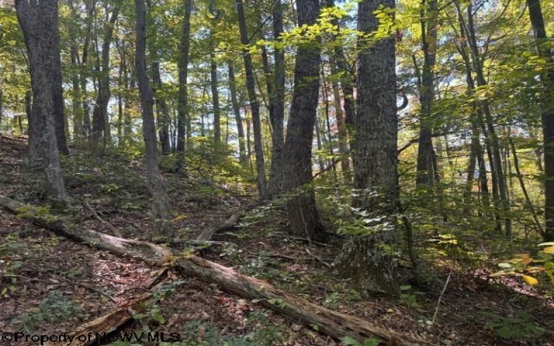 TBD Channell Road, Mill Creek, West Virginia 26280, 0 , 0 ,0,Lots/land,For Sale,Channell,0,10167359
