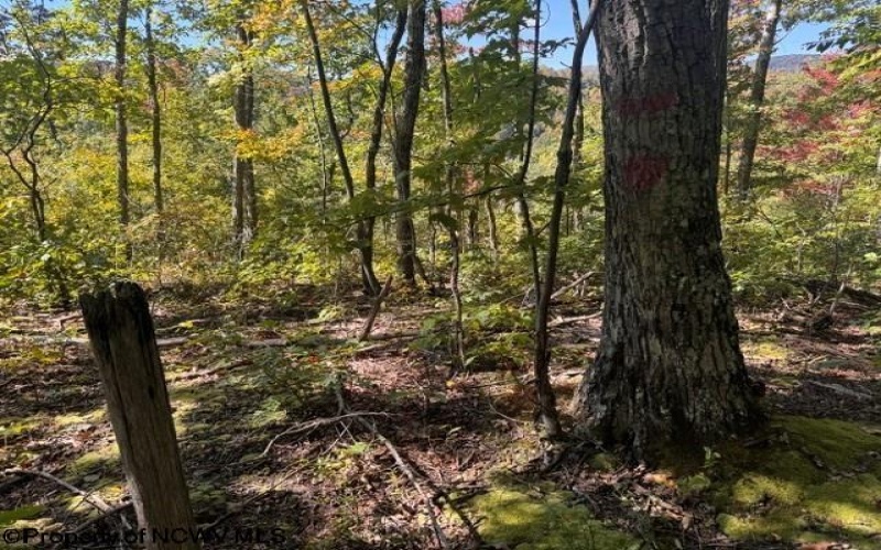 TBD Channell Road, Mill Creek, West Virginia 26280, 0 , 0 ,0,Lots/land,For Sale,Channell,0,10167359