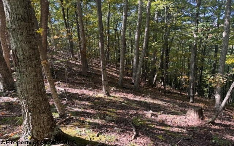 TBD Channell Road, Mill Creek, West Virginia 26280, 0 , 0 ,0,Lots/land,For Sale,Channell,0,10167359
