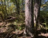 TBD Channell Road, Mill Creek, West Virginia 26280, 0 , 0 ,0,Lots/land,For Sale,Channell,0,10167359