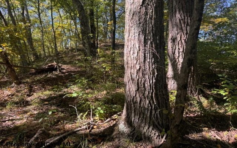 TBD Channell Road, Mill Creek, West Virginia 26280, 0 , 0 ,0,Lots/land,For Sale,Channell,0,10167359