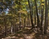 TBD Channell Road, Mill Creek, West Virginia 26280, 0 , 0 ,0,Lots/land,For Sale,Channell,0,10167359