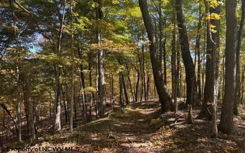 TBD Channell Road, Mill Creek, West Virginia 26280, 0 , 0 ,0,Lots/land,For Sale,Channell,0,10167359