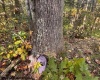 TBD Channell Road, Mill Creek, West Virginia 26280, 0 , 0 ,0,Lots/land,For Sale,Channell,0,10167359