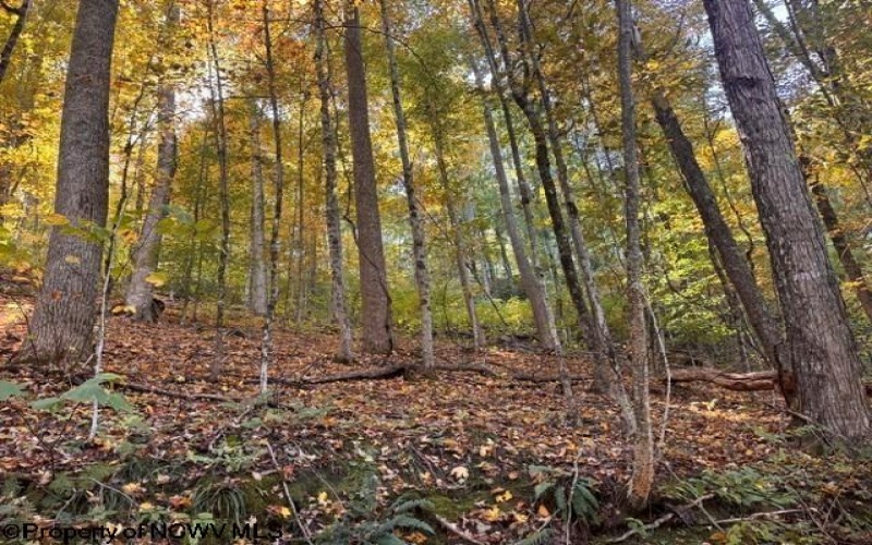 TBD Channell Road, Mill Creek, West Virginia 26280, 0 , 0 ,0,Lots/land,For Sale,Channell,0,10167359