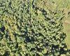 290 Long Fork Road, Flatwoods, West Virginia 26623, 0 , 0 ,0,Lots/land,For Sale,Long Fork,0,10167381