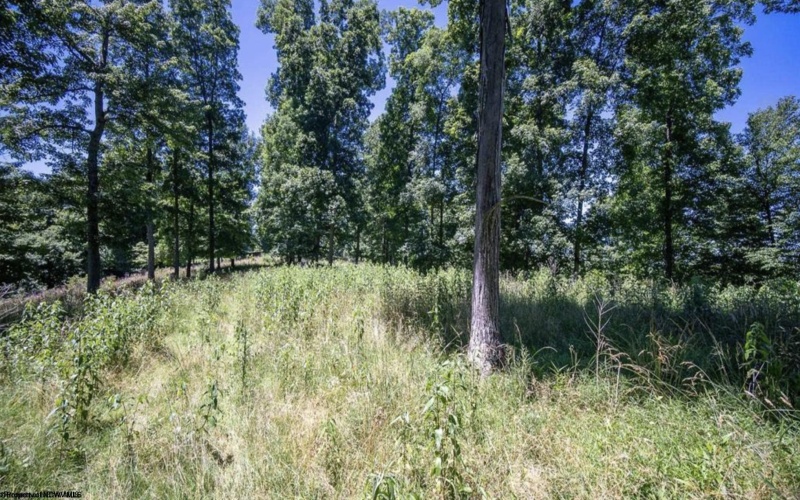 290 Long Fork Road, Flatwoods, West Virginia 26623, 0 , 0 ,0,Lots/land,For Sale,Long Fork,0,10167381