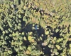290 Long Fork Road, Flatwoods, West Virginia 26623, 0 , 0 ,0,Lots/land,For Sale,Long Fork,0,10167381