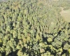 290 Long Fork Road, Flatwoods, West Virginia 26623, 0 , 0 ,0,Lots/land,For Sale,Long Fork,0,10167381