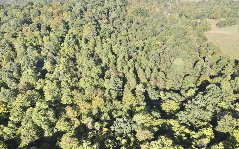 290 Long Fork Road, Flatwoods, West Virginia 26623, 0 , 0 ,0,Lots/land,For Sale,Long Fork,0,10167381