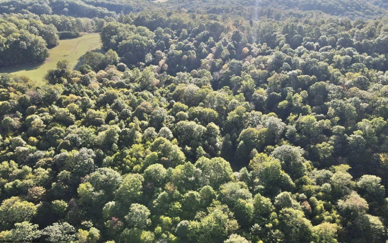 290 Long Fork Road, Flatwoods, West Virginia 26623, 0 , 0 ,0,Lots/land,For Sale,Long Fork,0,10167381