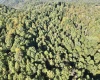 290 Long Fork Road, Flatwoods, West Virginia 26623, 0 , 0 ,0,Lots/land,For Sale,Long Fork,0,10167381