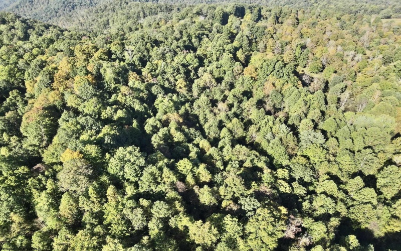 290 Long Fork Road, Flatwoods, West Virginia 26623, 0 , 0 ,0,Lots/land,For Sale,Long Fork,0,10167381